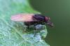 Minettia longipennis